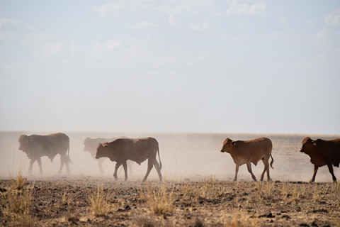 bulley cattle