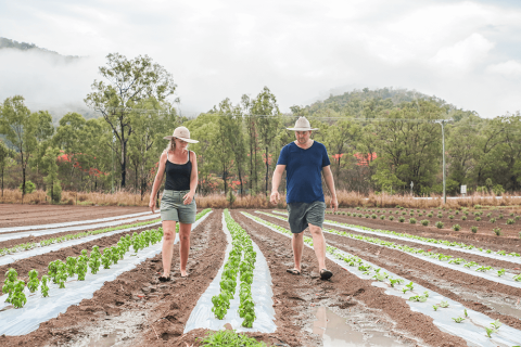 Cristal Creek plantations