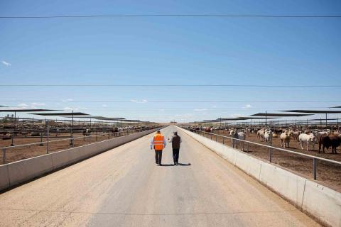 Mort & Co feedlot Grassdale Feedlot