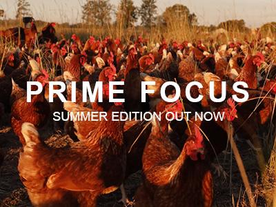 Chickens roam freely amongst grass in a paddock. Words on the image read 'Prime Focus, Summer edition out now'.