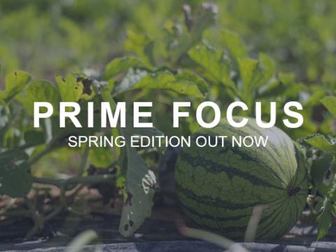 Prime Focus - Spring 2023
